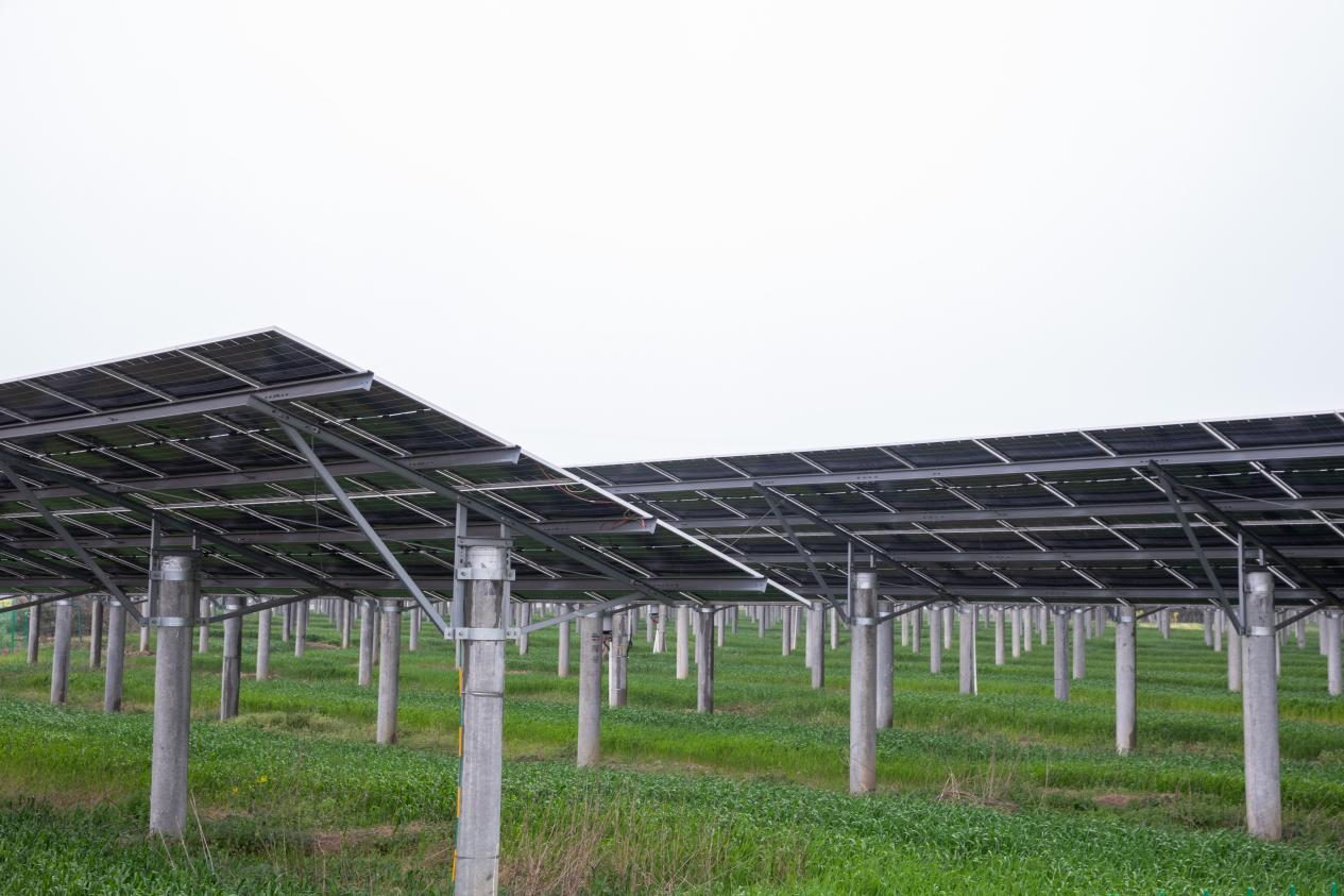 图3 小麦长势喜人—光伏项目调研现场