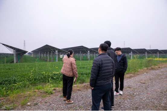 图 5 2026年3月绿色江南工作人员现场调研,板下小麦长势喜人 图 5 2026年3月绿色江南工作人员现场调研,板下小麦长势喜人