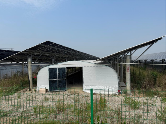 图 6 2026年6月绿色江南调研现场,板下养殖了白羊2 图 6 2026年6月绿色江南调研现场,板下养殖了白羊2