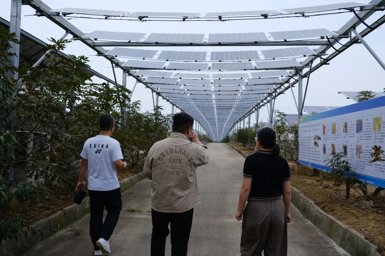 图3 农光互补项目调研—光伏走廊 图3 农光互补项目调研—光伏走廊