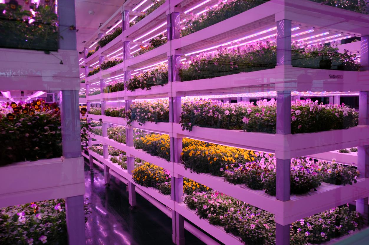 图4 农光互补—植物工厂 花卉及蔬菜培育 图4 农光互补—植物工厂 花卉及蔬菜培育